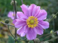 SDC10743.webp