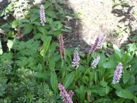 SDC10763.webp