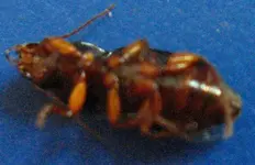 käfer 2.webp