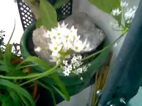 Allium.webp