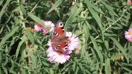garten 2009 028.webp