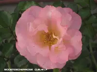 garten 09 003.webp