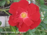 garten 09 005.webp