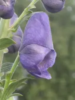 garten 09 007.webp