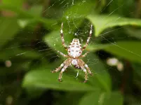 Spinne.webp
