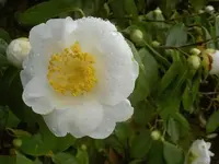 September 2009 Motueka 270 v.webp