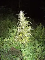Cannabis sativa_03.webp
