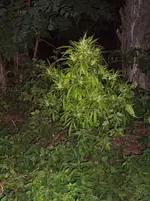 Cannabis sativa_04.webp