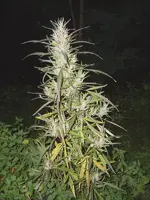 Cannabis sativa_06.webp