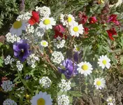bunt Mot..webp