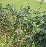 DSC03566.webp