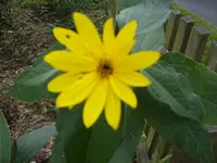 SDC10864.webp