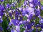 Irisstaude blau Detail.jpg