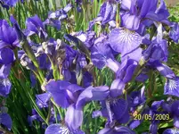 Irisstaude blau Detail.webp