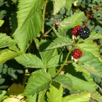 P1080258_600_600.webp