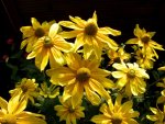 Rudbeckia.jpg