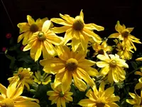 Rudbeckia.webp
