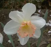 Narzisse.webp