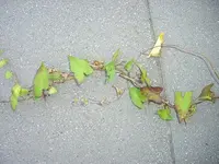 Unkraut.webp