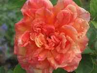 017.webp
