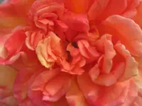 003.webp