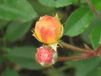 010.webp