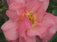 016.webp