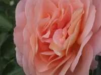 009.webp