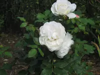 037.webp