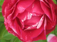 006.webp