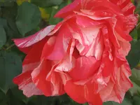 028.webp