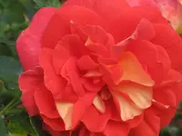 030.webp