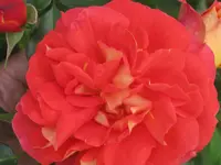 031.webp