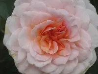 026.webp