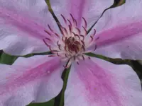 011.webp