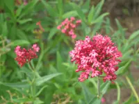 018.webp