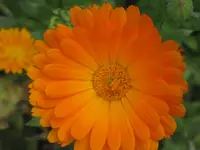 033.webp