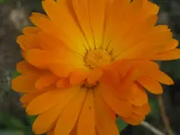 035.webp