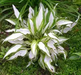 hosta.webp