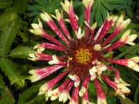 Blumen 012.webp