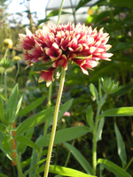 Blumen 015.webp
