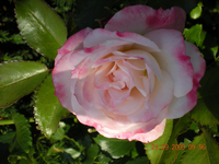 Blumen 017.webp