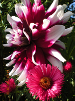 Blumen 018.webp