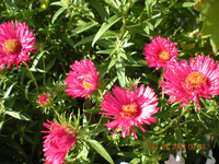 Blumen 019.webp