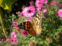 Blumen 023.webp