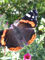 Blumen 025.webp