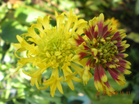 Blumen 027.webp