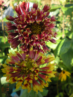 Blumen 028.webp