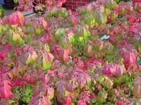 PICT6223.webp