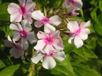 2009  Garten - 9 - 094.webp